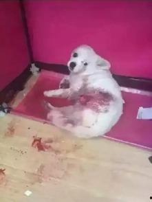 狗狗最新爆料图片,萌态百出，揭秘宠物界的欢乐瞬间  第2张